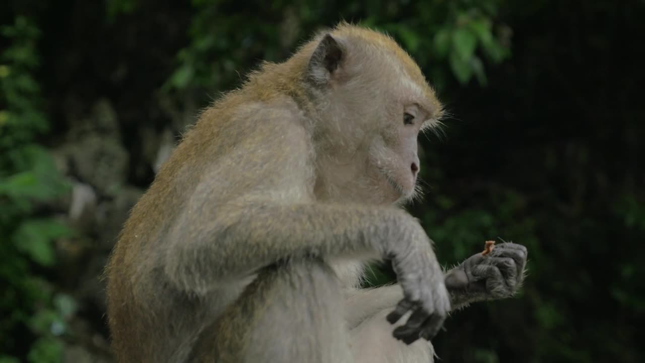 Stock Video Macaque Eating In Malaysia Animated Wallpaper