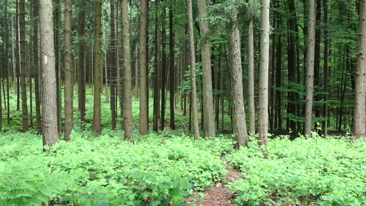 Stock Video Lonely Man Walking In A Forest Animated Wallpaper
