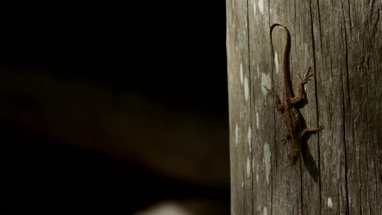 Stock Video Lizard Perched On A Log Animated Wallpaper