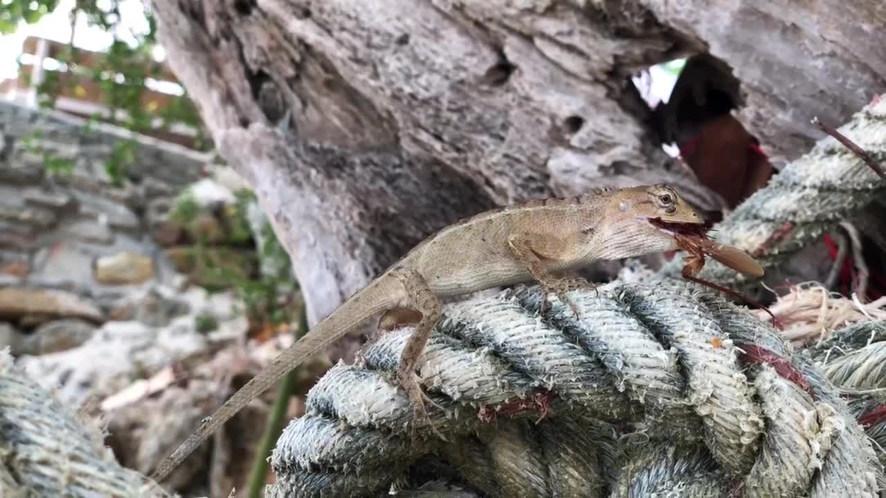 Stock Video Lizard On A Rope Animated Wallpaper