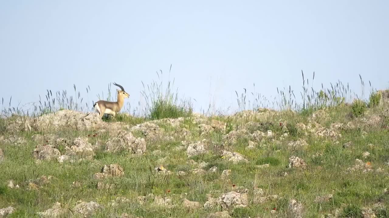 Stock Video Little Deer Walking In The Mountain Animated Wallpaper
