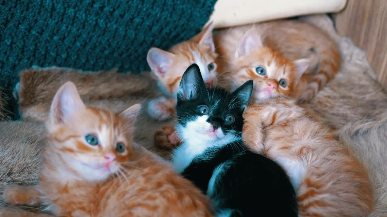 Stock Video Little Cats Lying On An Armchair Animated Wallpaper