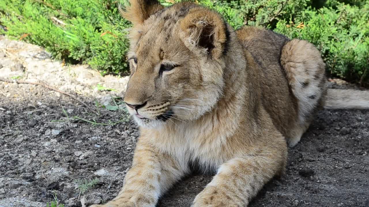Stock Video Lioness Resting In The Shade Animated Wallpaper