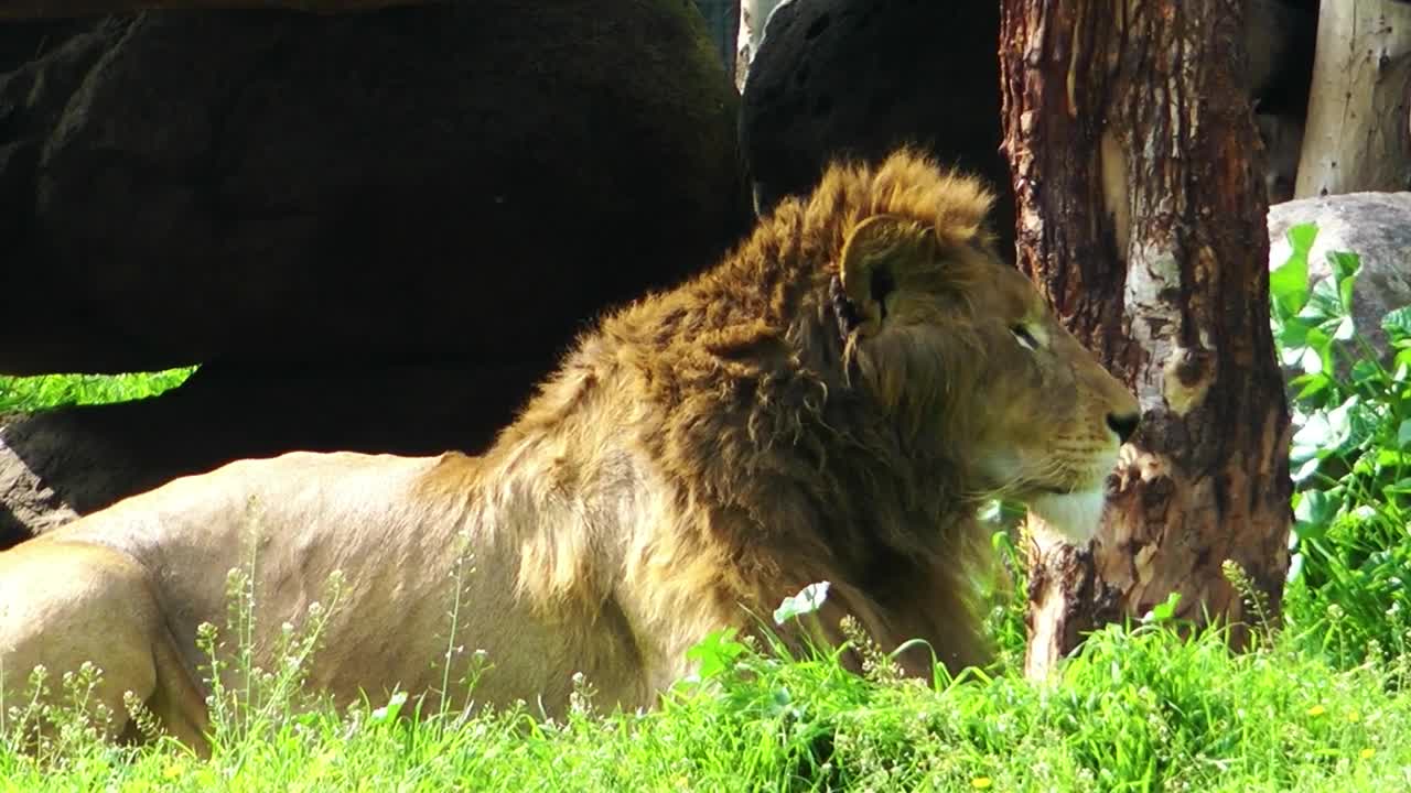 Stock Video Lion King Resting In The Jungle Animated Wallpaper