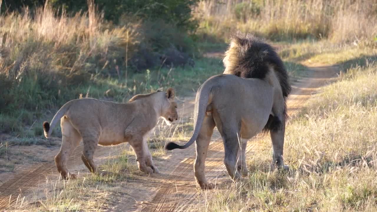 Stock Video Lion Couple In The Middle Of The Road Animated Wallpaper