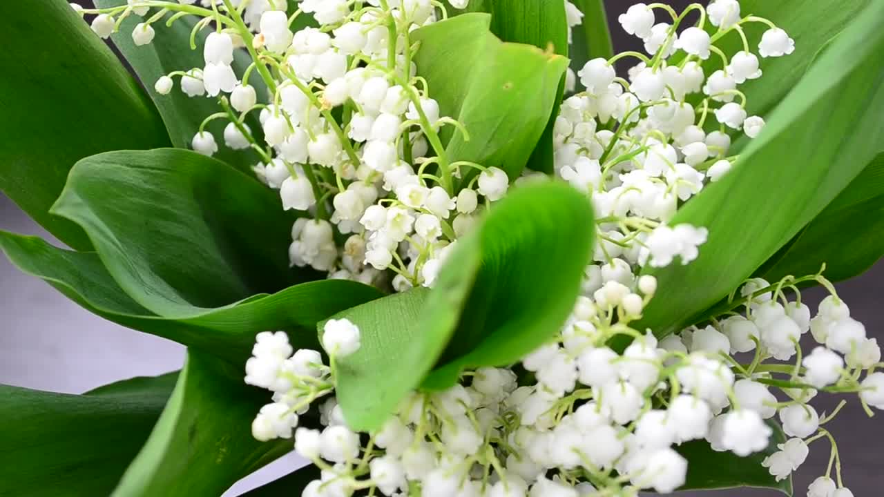 Stock Video Lilies In The Wind Animated Wallpaper