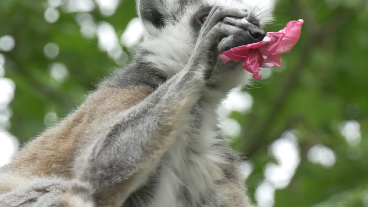 Stock Video Lemur In The Wild Eating Remains Of An Envelope Animated Wallpaper