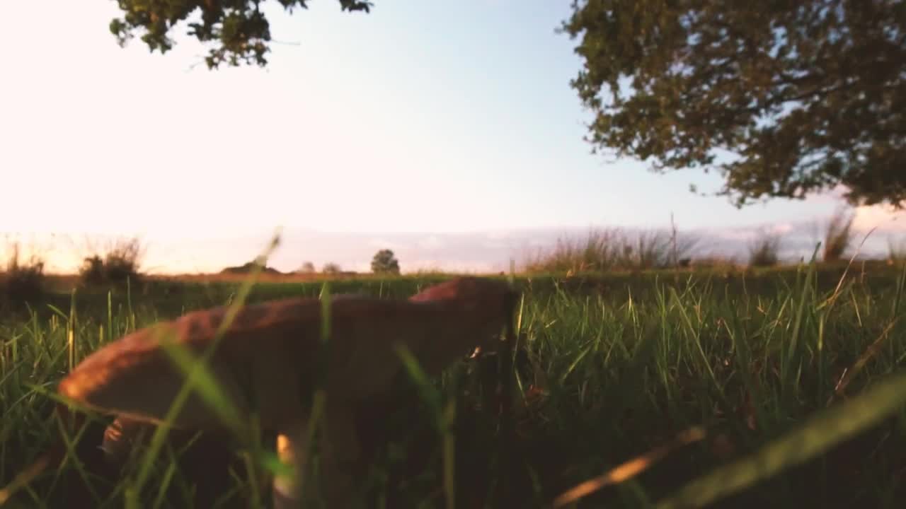 Stock Video Large Mushroom In The Grass Animated Wallpaper