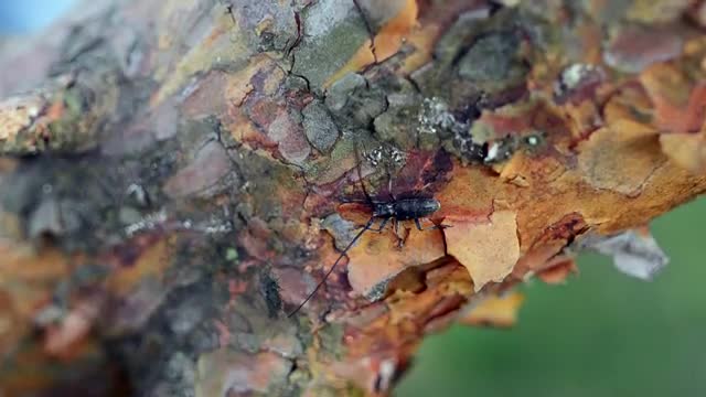 Stock Video Large Insect On A Branch Smal Animated Wallpaper
