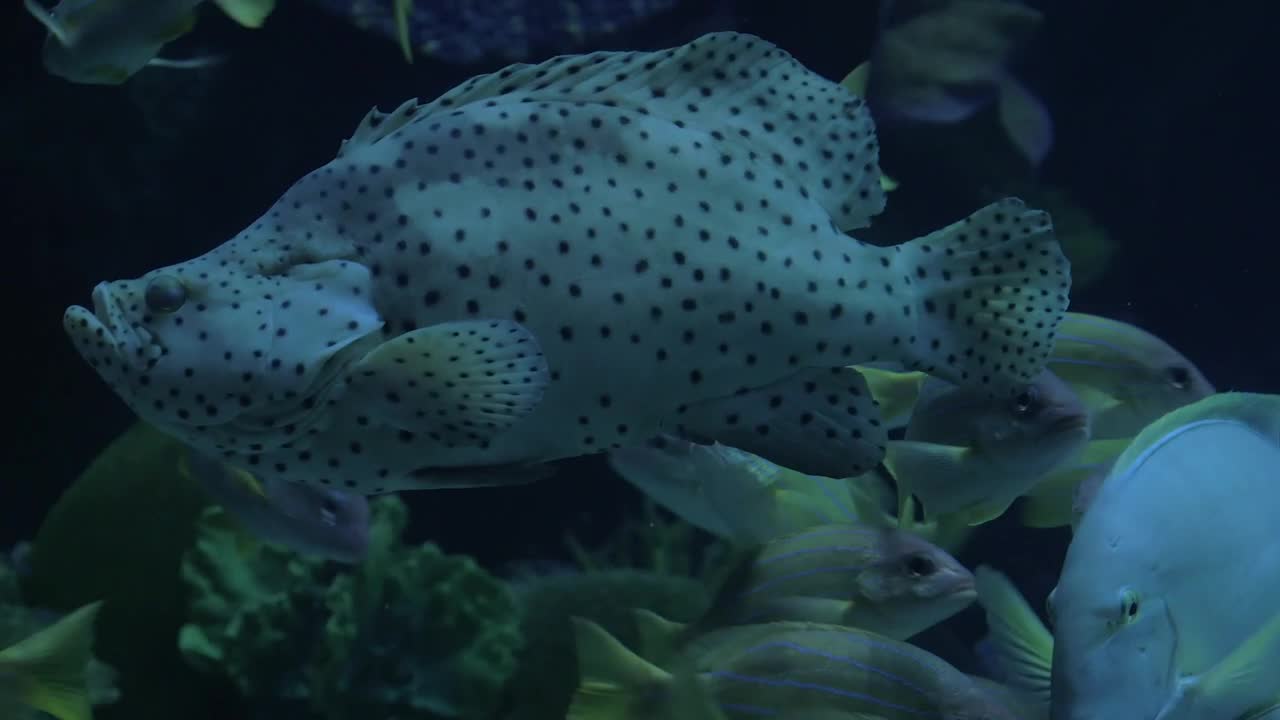 Stock Video Large Fish In An Aquarium Animated Wallpaper