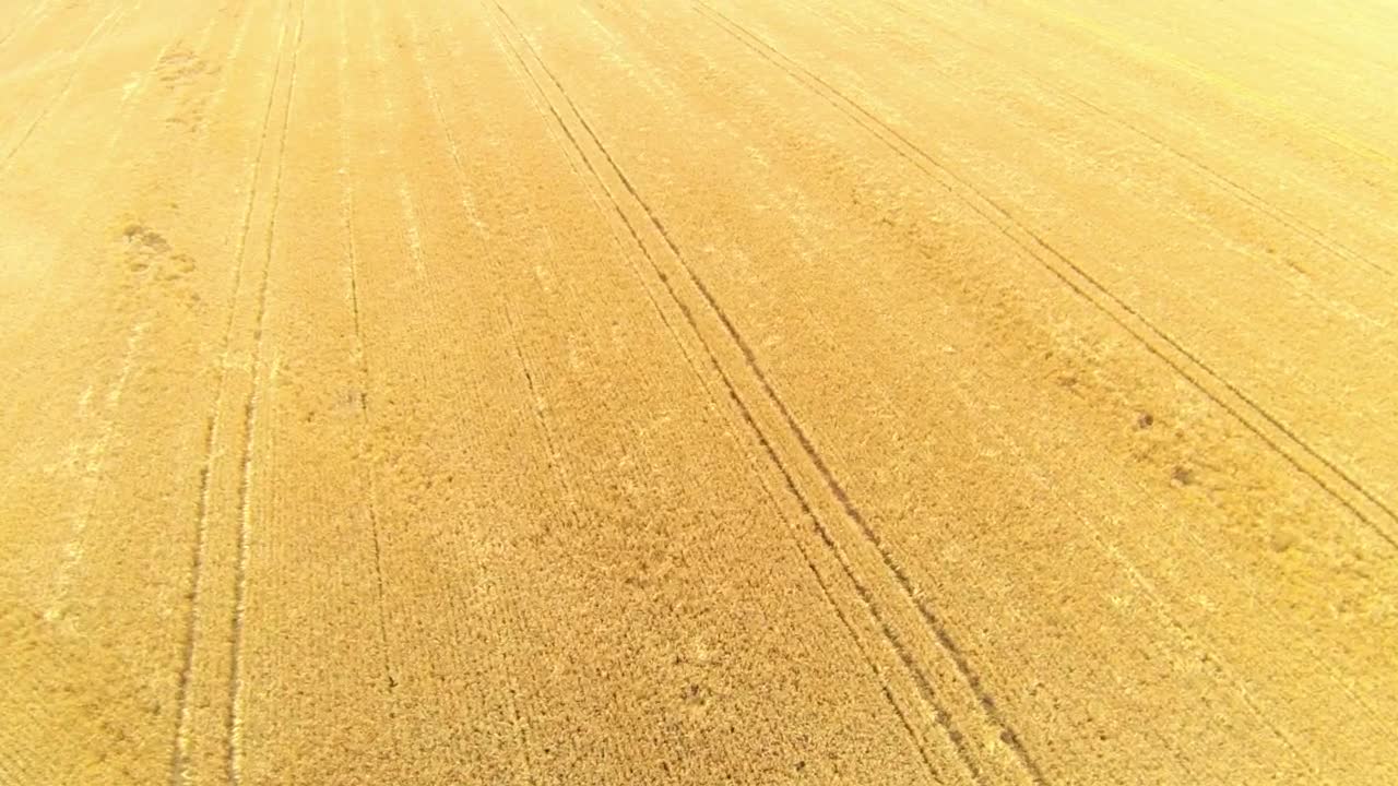 Stock Video Large Field Of Wheat Animated Wallpaper