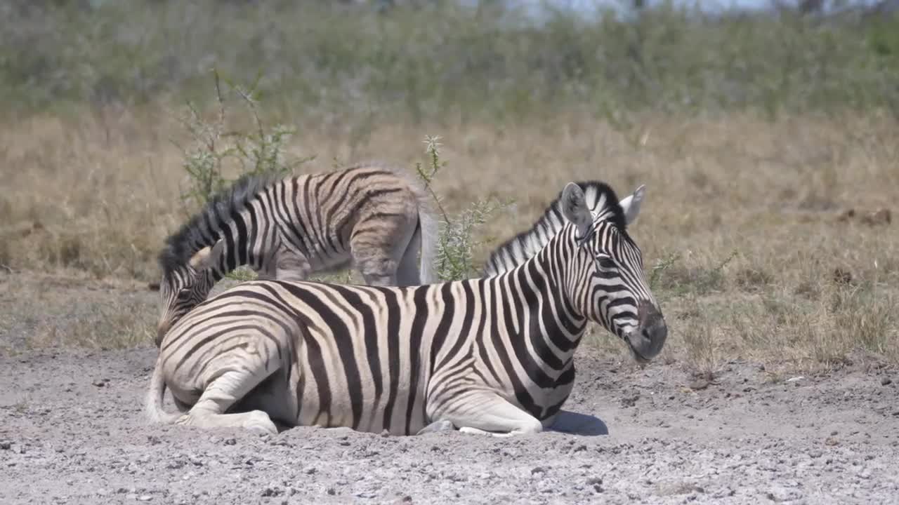 Stock Video Mother And Baby Zebra On A Dry Savann Animated Wallpaper