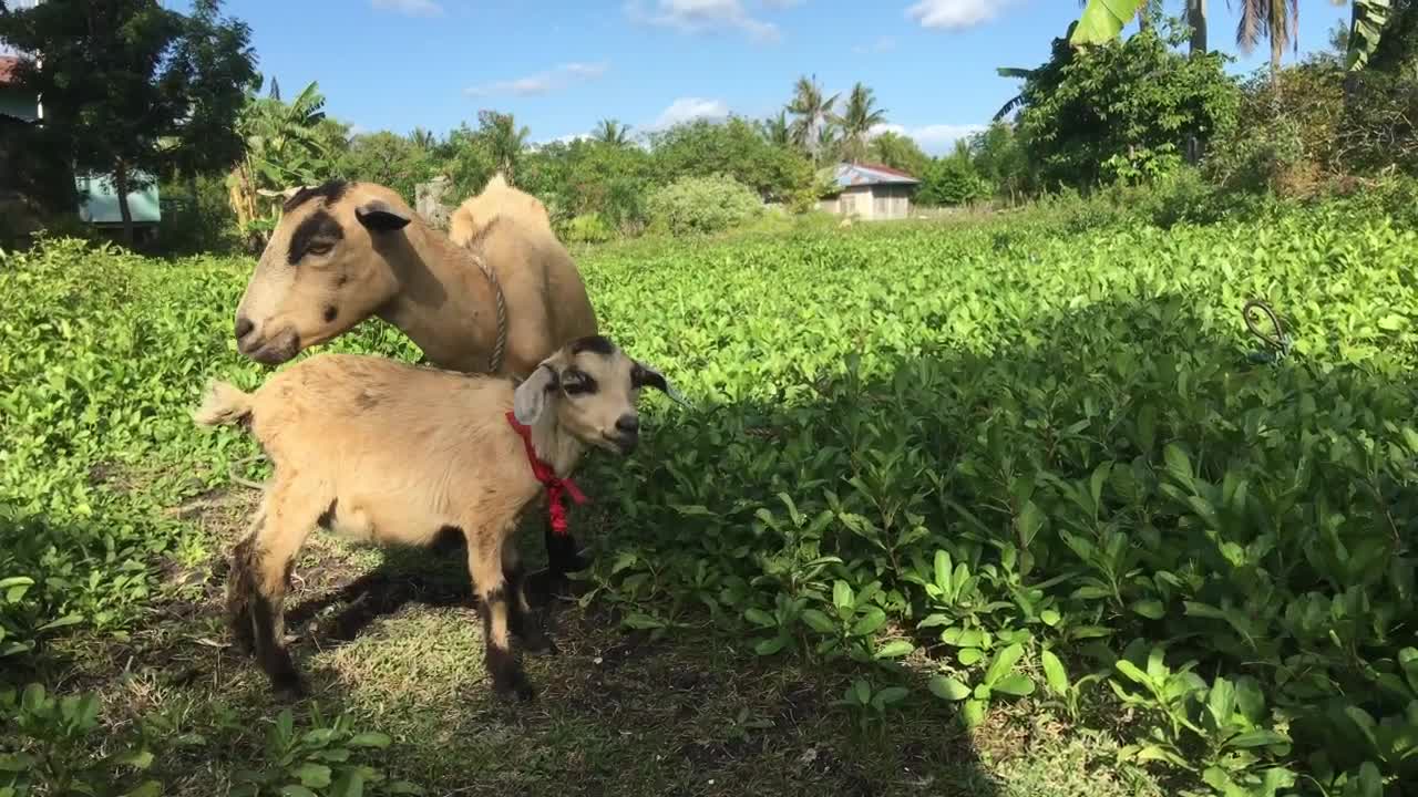 Stock Video Mother And Baby Goat Grazing In The Far Animated Wallpaper