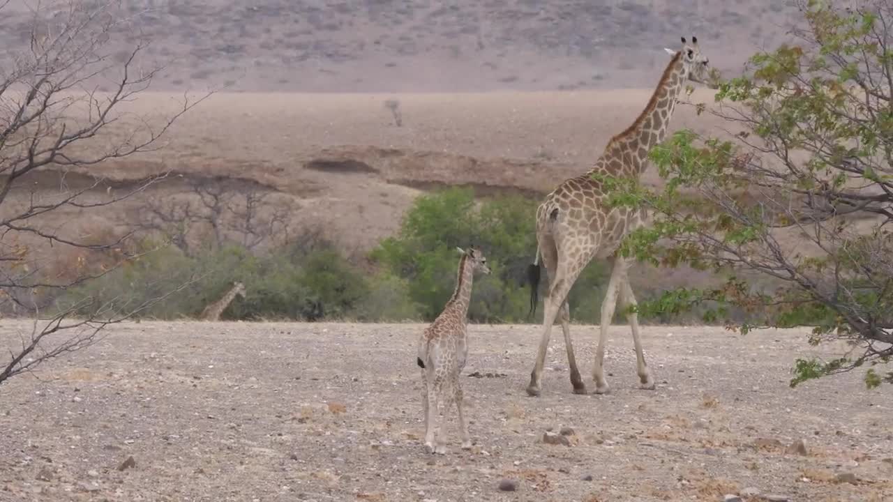 Stock Video Mother And A Baby Giraffe Walk On A Dry Savann Animated Wallpaper