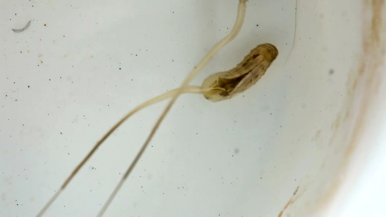 Stock Video Mosquito Larva On Wate Animated Wallpaper
