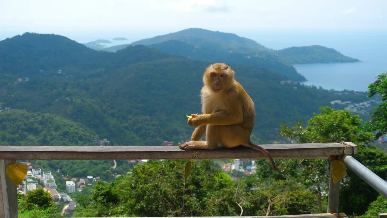 Stock Video Monkey Eating In The Top Of The Hil Animated Wallpaper
