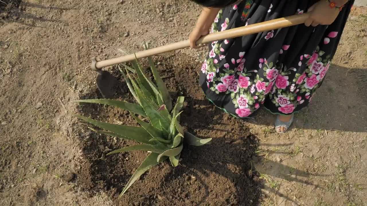 Stock Video Mexican Woman Plowing The Groun Animated Wallpaper