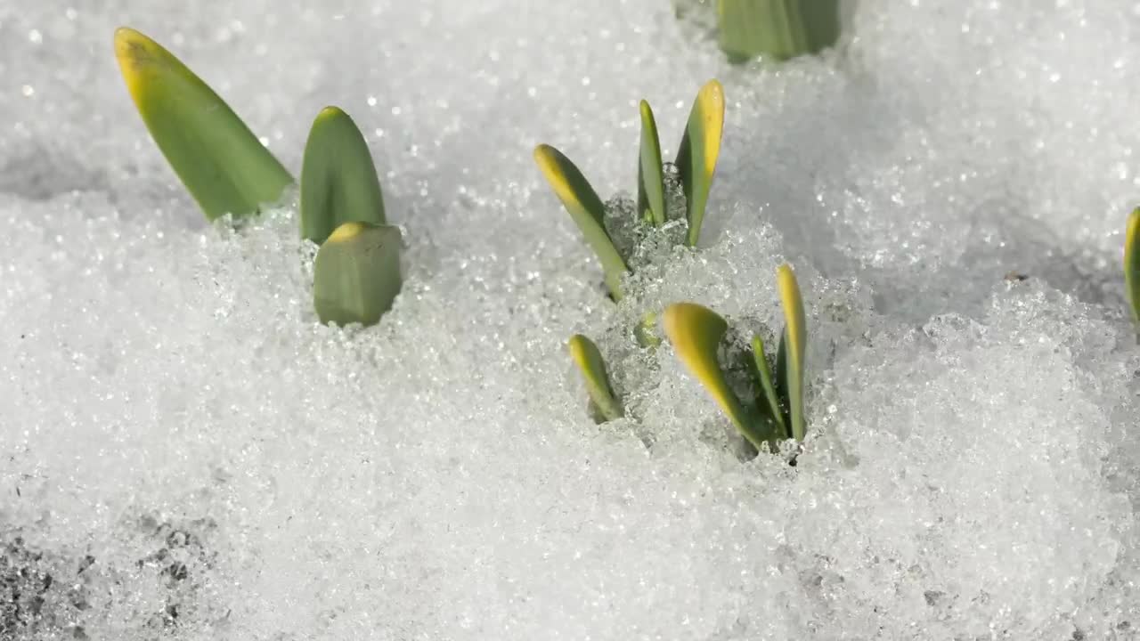 Stock Video Melting Snow In The Groun Animated Wallpaper