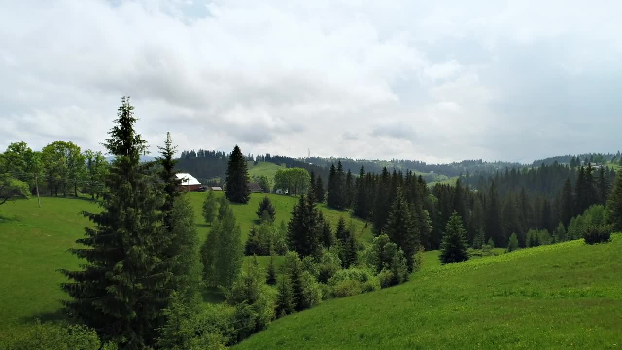 Stock Video Meadow Grass Hills And Pine Forest Animated Wallpaper