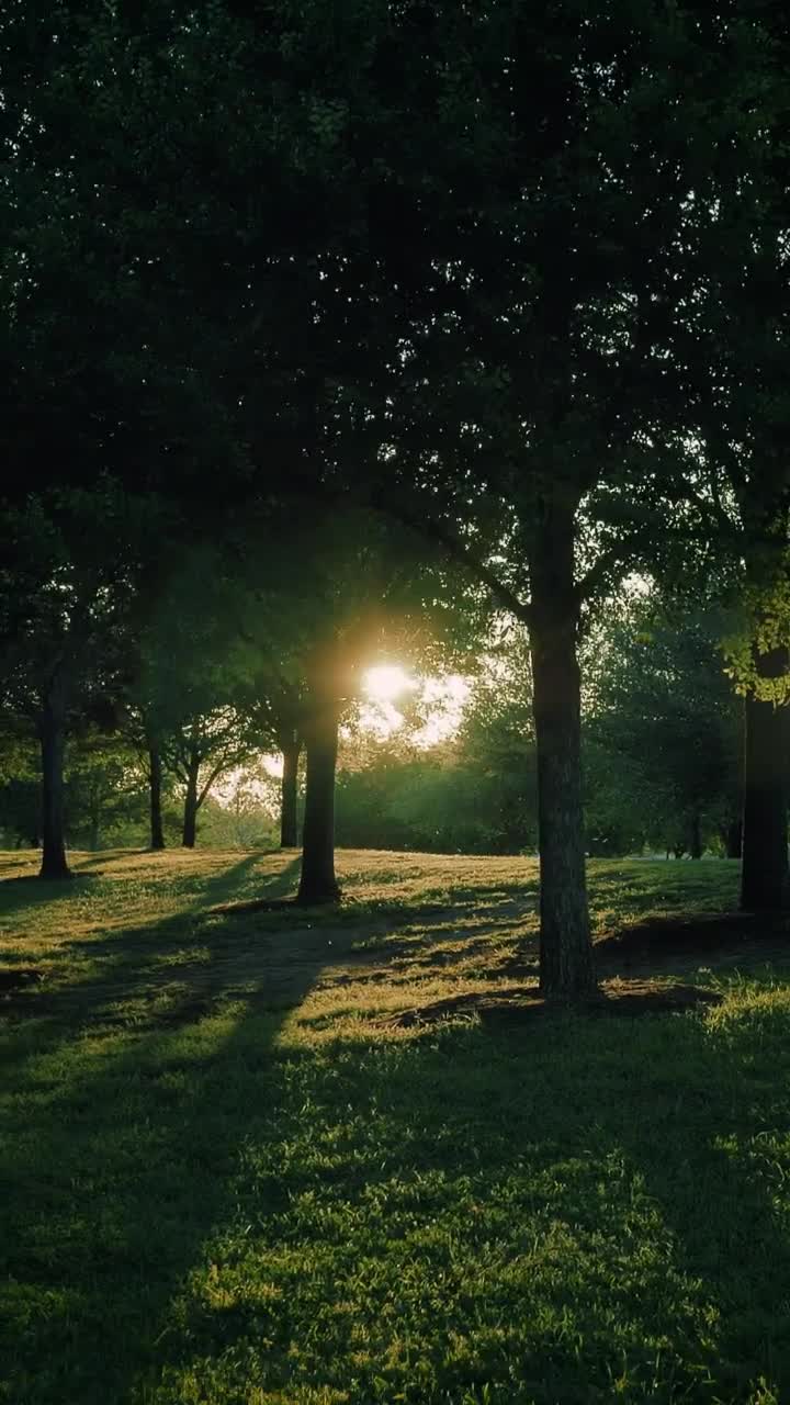 Stock Video Meadow Covered With Grass And Trees In The Blazing Su Animated Wallpaper