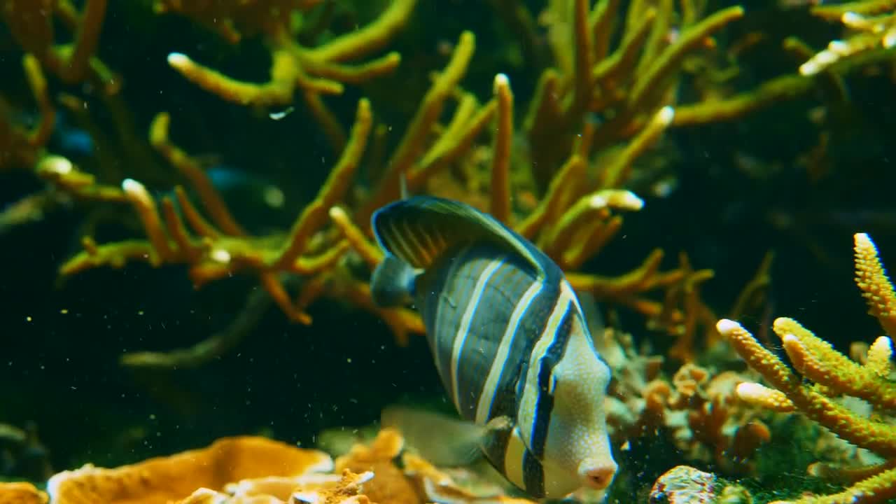 Stock Video Marine Faun Animated Wallpaper