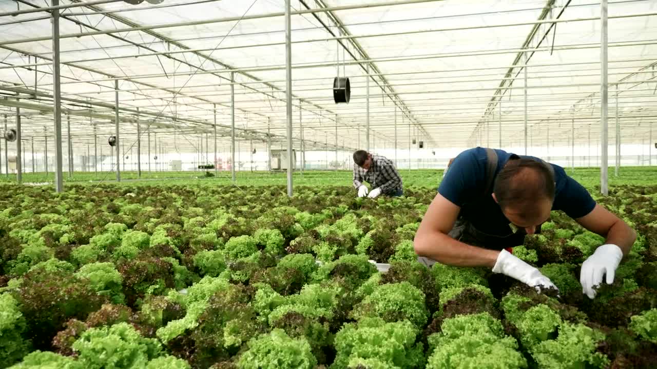 Stock Video Man Working In A Greenhous Animated Wallpaper