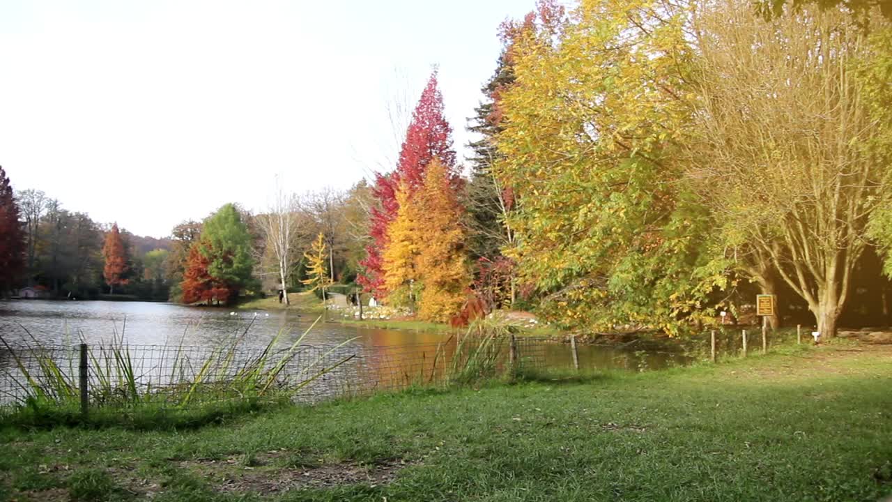 Stock Video Man Walking On A Park In Autum Animated Wallpaper