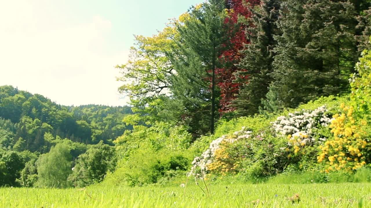 Stock Video Man Walking In A Forest In Sprin Animated Wallpaper