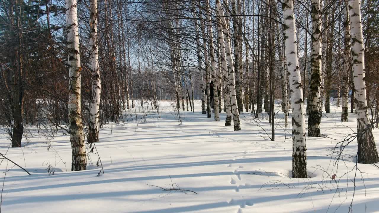 Stock Video Man Skiing On Snow Between Dry Tree Animated Wallpaper