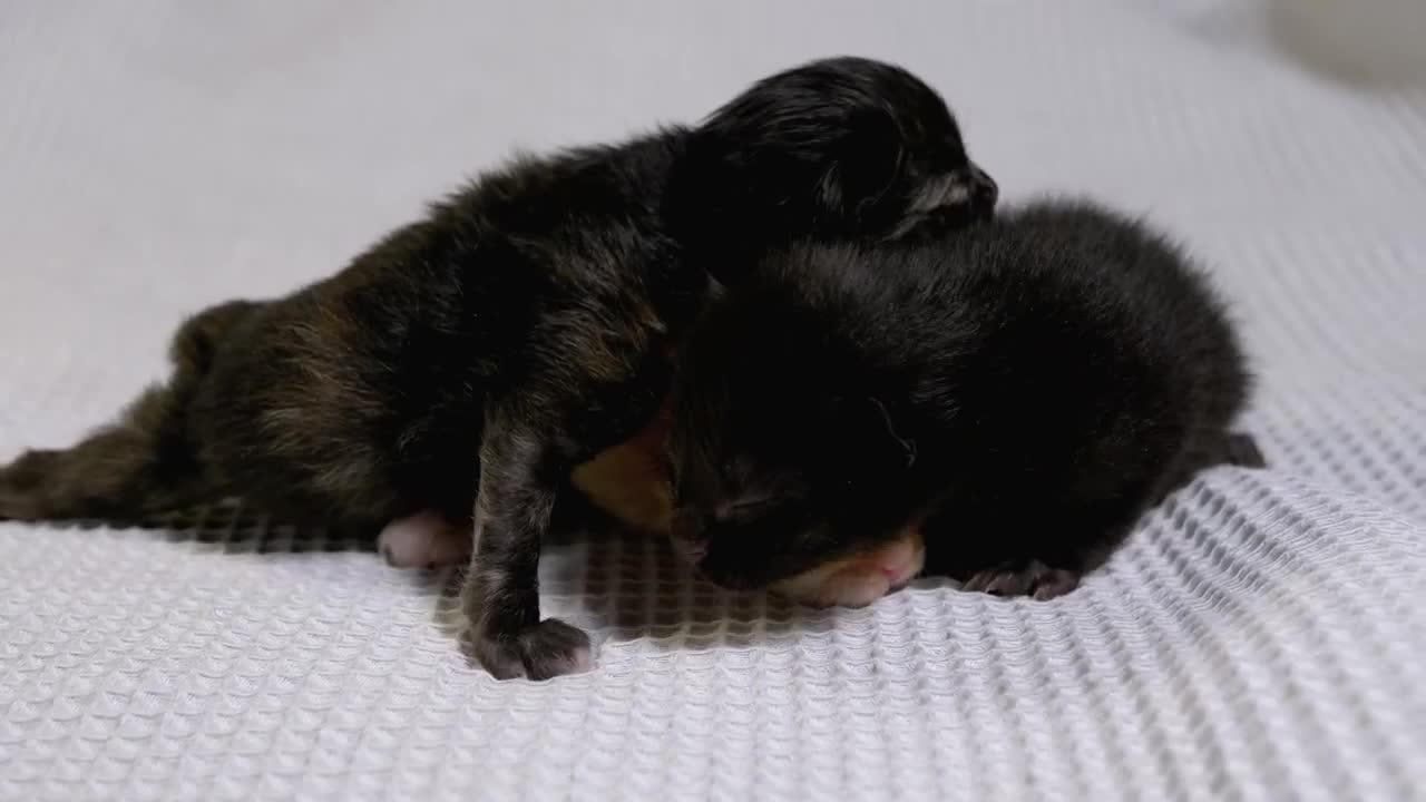 Stock Video Multicolor Newborn Baby Cats Live Wallpaper