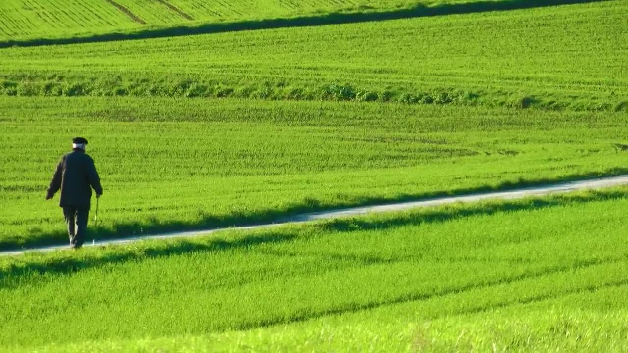Stock Video Old Man Walking Through Green Fields Live Wallpaper
