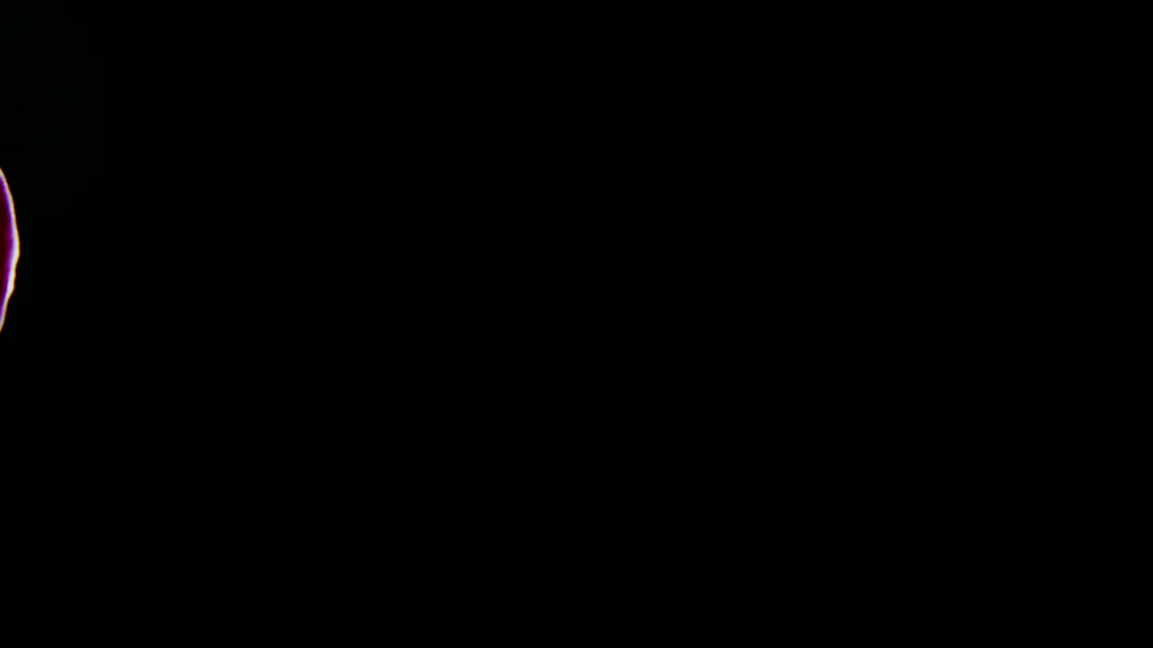 Stock Video Orchids In A Dark Room Live Wallpaper