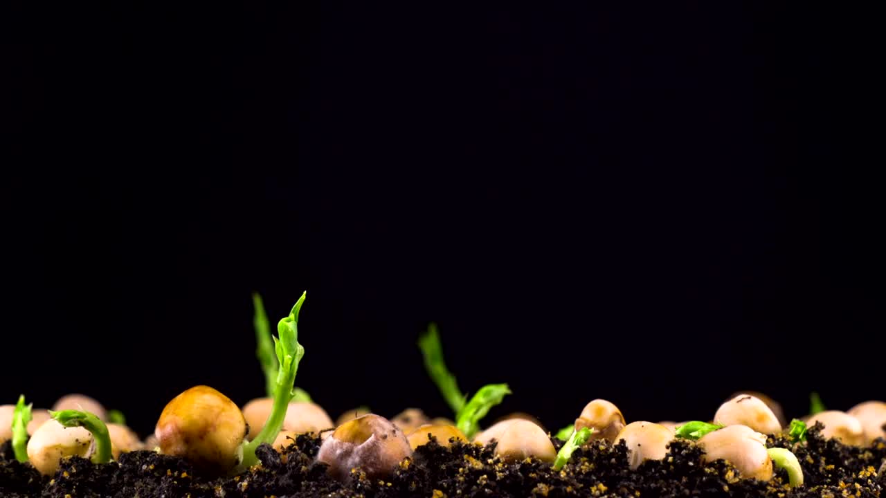 Stock Video Peas Beans Germination Live Wallpaper