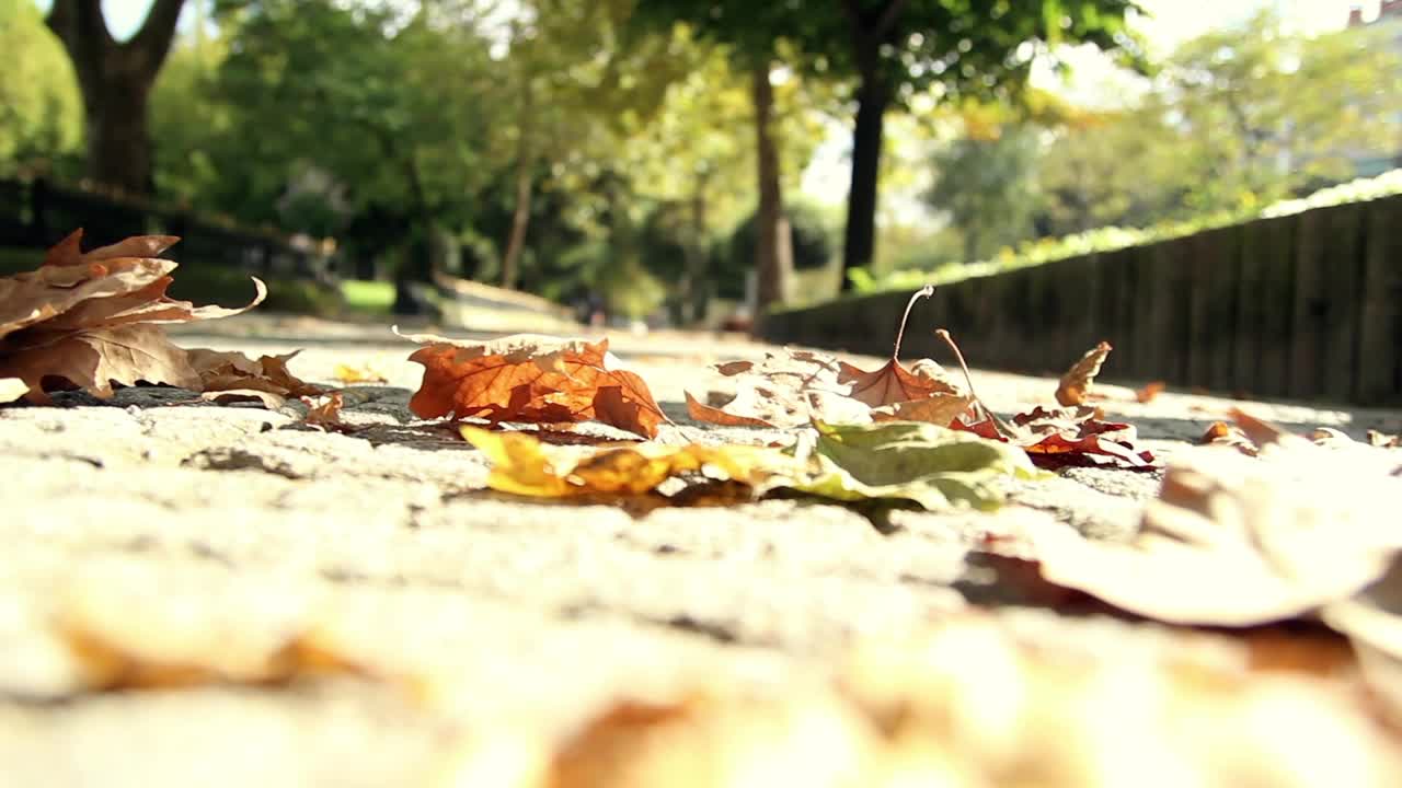 Stock Video People Walking In The Park Live Wallpaper