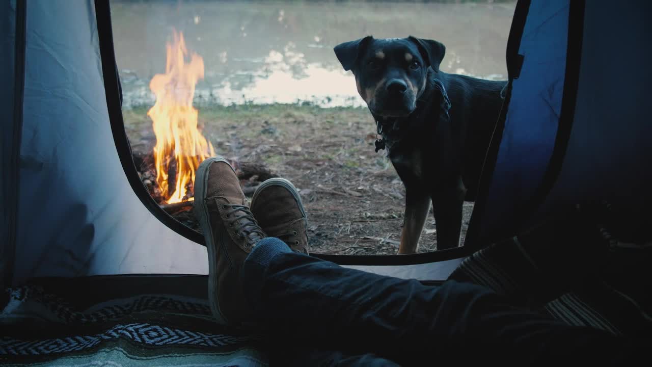 Stock Video Person Inside A Tent With Dog Live Wallpaper