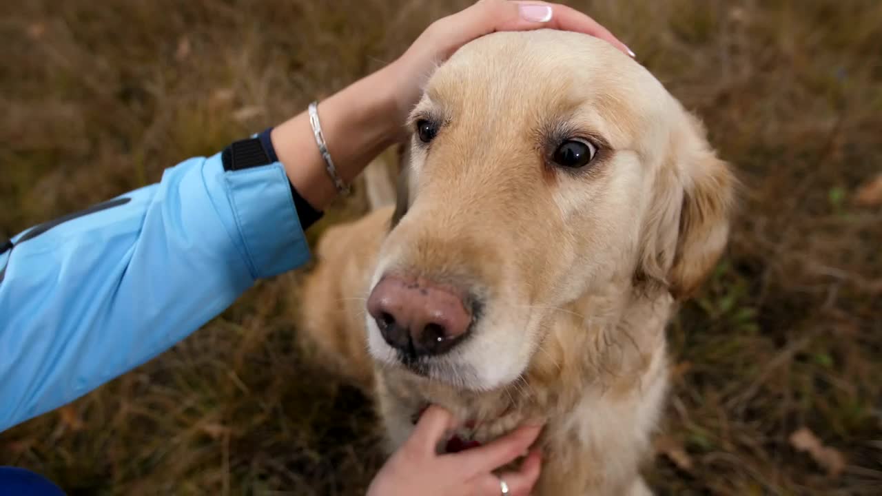 Video Stock Petting A Labrador Live Wallpaper Free