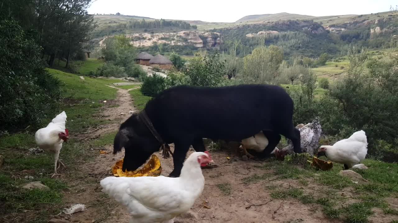 Video Stock Pig Eating Pumpkin On The Middle Of A Rural Road Live Wallpaper Free