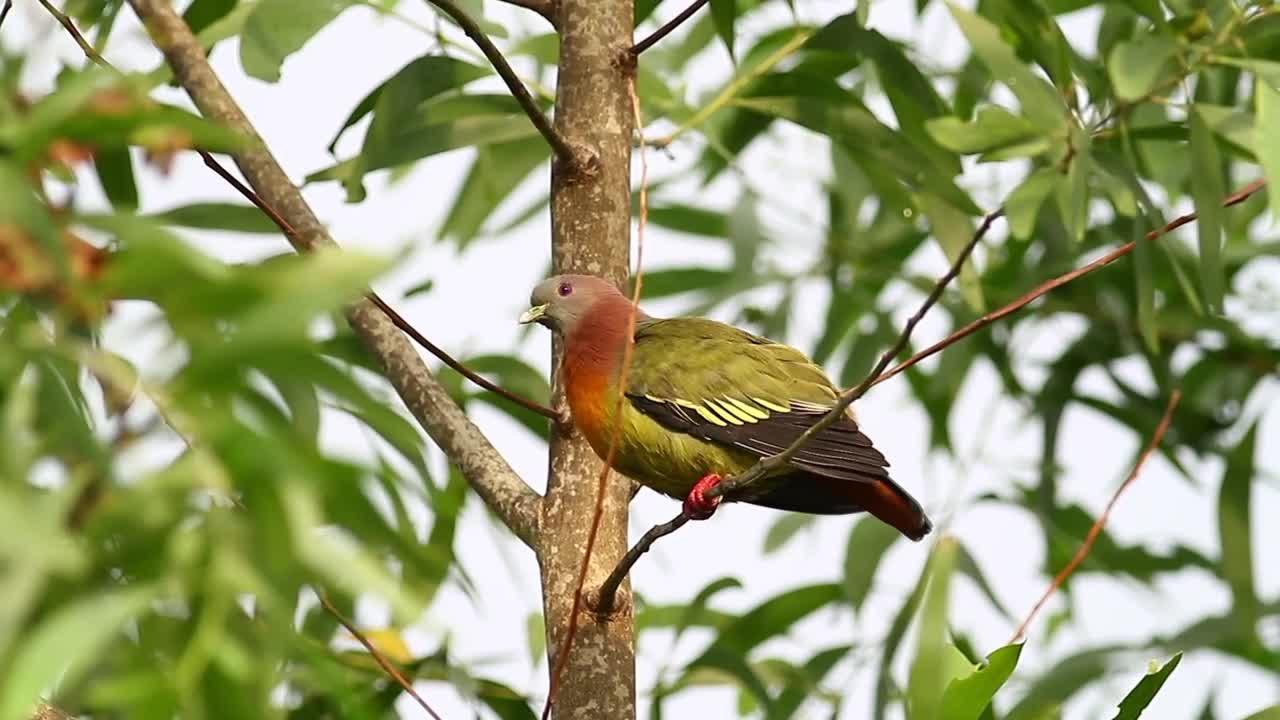Video Stock Pigeon High Up In A Tree Live Wallpaper Free