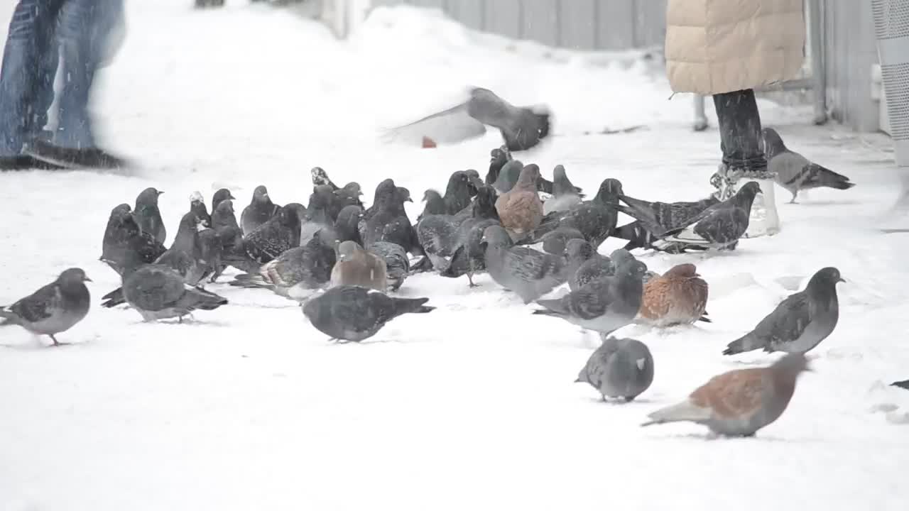 Video Stock Pigeons Being Fed In The Snow Live Wallpaper Free