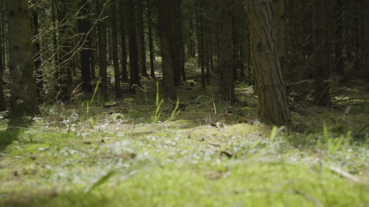 Video Stock Pine Forest After Rainfall Live Wallpaper Free