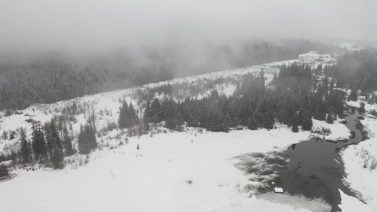Video Stock Pine Forest Among A Snowy Plain Live Wallpaper Free