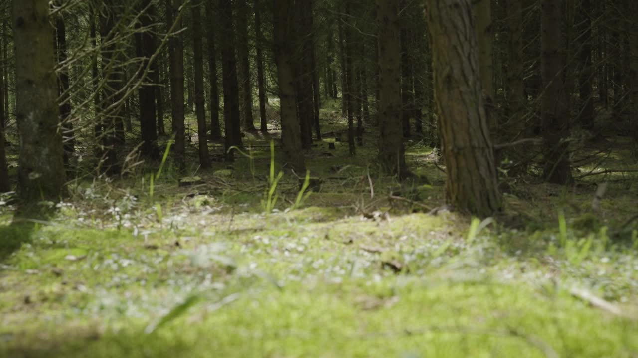 Video Stock Pine Forest Floor Live Wallpaper Free