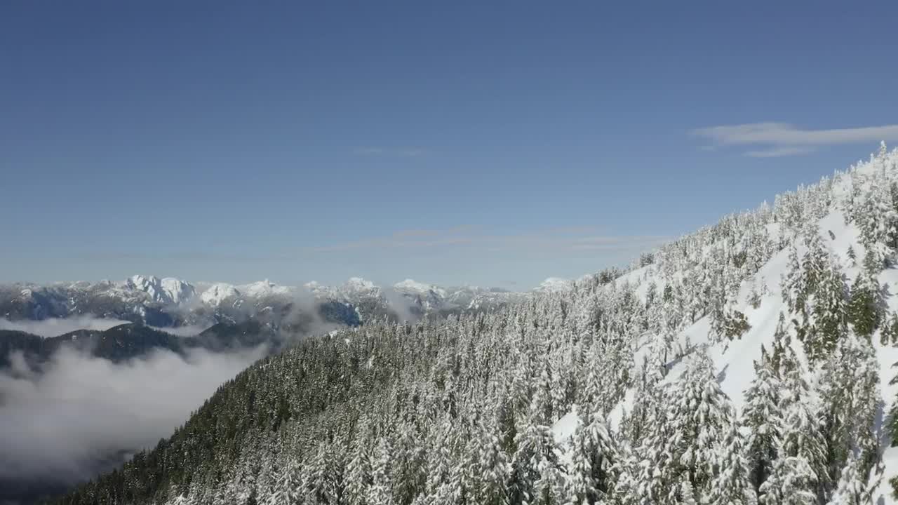 Video Stock Pine Forest On A Snowy Hill Live Wallpaper Free