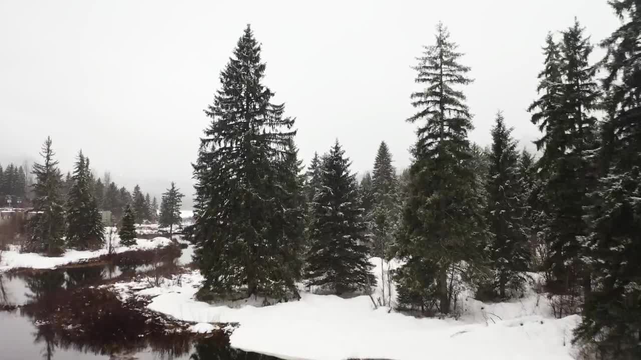 Video Stock Pine Forests And A Lake In Canada In Winter Live Wallpaper Free