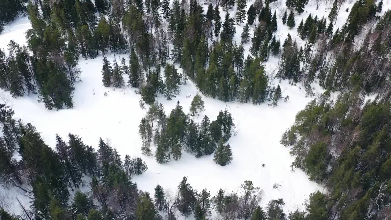 Video Stock Pine Trees Frozen With Snow Live Wallpaper Free