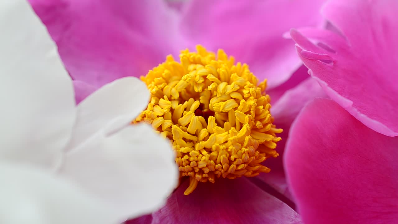 Video Stock Pink And White Flowers In A Close Up Shot Live Wallpaper Free
