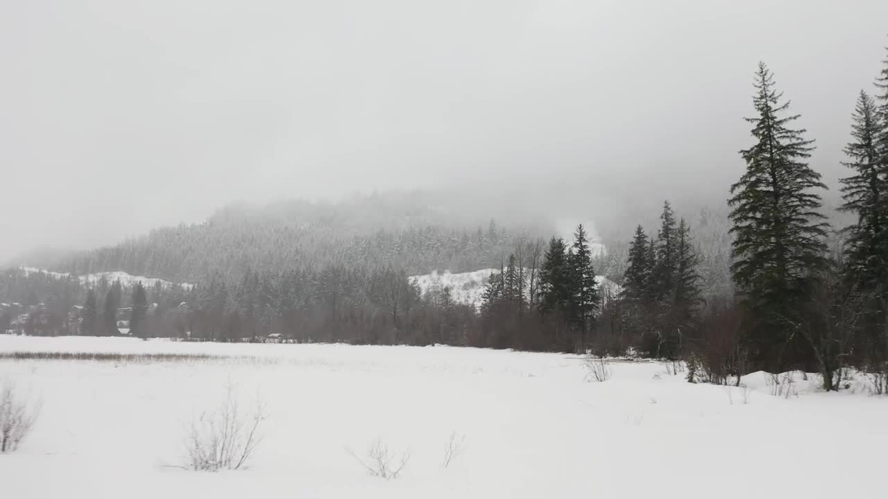 Video Stock Prairie Snow In A Pine Forest Live Wallpaper Free