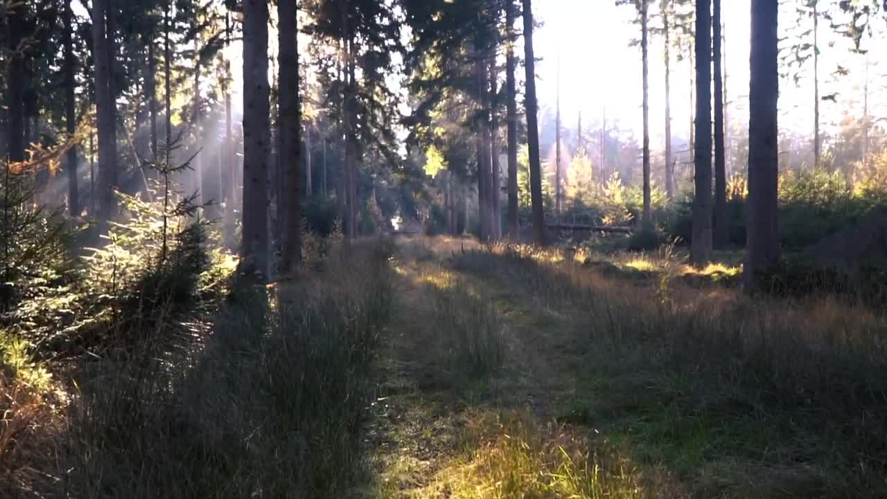 Video Stock Quiet Forest Live Wallpaper Free