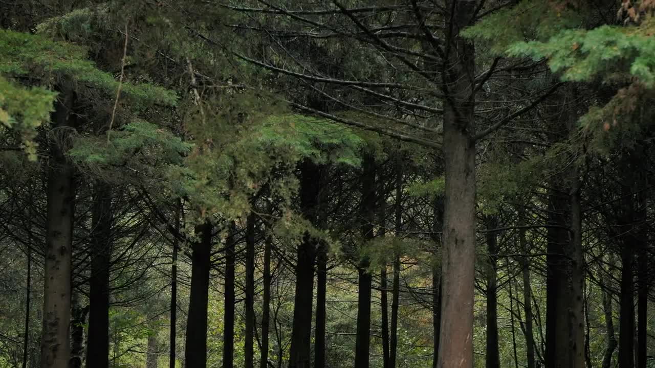 Video Stock Quiet Treetop Forest Live Wallpaper Free