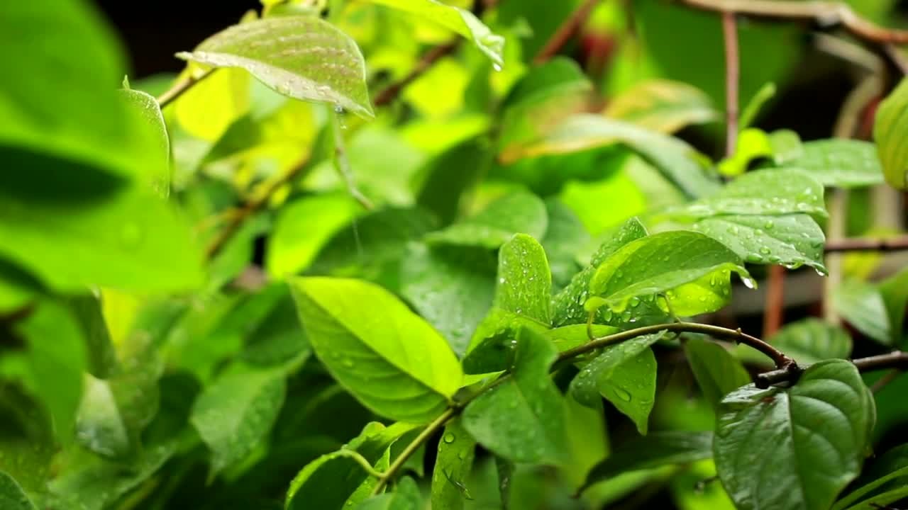 Video Stock Rain Falling Across Healthy Plants Live Wallpaper Free